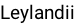 Leylandii