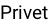Privet